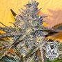 Kosher Popz Feminized Marijuana Strain by Old School Genetics For Sale Online at Cannabis Seeds Outlet