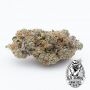 Old School Genetics Key Banana Pie Smoke Buds Weed Ganja Skunk Dope Pot Images Pics Nuggets