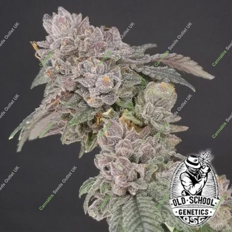 Key Banana Pie Feminized Marijuana Strain by Old School Genetics For Sale Online at Cannabis Seeds Outlet