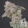 Key Banana Pie Feminized Marijuana Strain by Old School Genetics For Sale Online at Cannabis Seeds Outlet