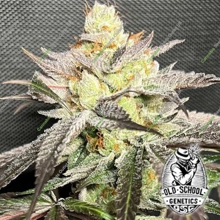 Gary Banana Payton Feminized Marijuana Strain by Old School Genetics For Sale Online at Cannabis Seeds Outlet