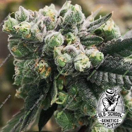 Bananaz Feminized Marijuana Strain by Old School Genetics For Sale Online at Cannabis Seeds Outlet