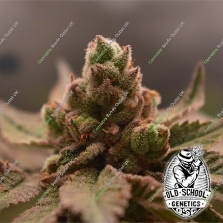 Bananapples Feminized Marijuana Strain by Old School Genetics For Sale Online at Cannabis Seeds Outlet
