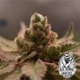 Bananapples Feminized Marijuana Strain by Old School Genetics For Sale Online at Cannabis Seeds Outlet