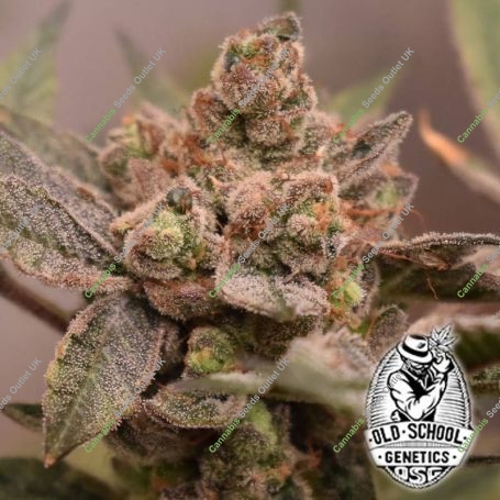 Banana Runtz Feminized Marijuana Strain by Old School Genetics For Sale Online at Cannabis Seeds Outlet