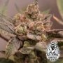 Banana Runtz Feminized Marijuana Strain by Old School Genetics For Sale Online at Cannabis Seeds Outlet