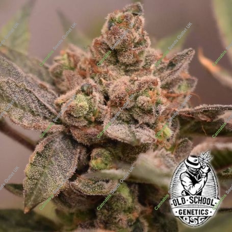 Banana Kush Mints Feminized Marijuana Strain by Old School Genetics For Sale Online at Cannabis Seeds Outlet