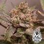 Banana Kush Mints Feminized Marijuana Strain by Old School Genetics For Sale Online at Cannabis Seeds Outlet