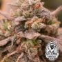 Old School Genetics Banana Jungle Smoke Buds Weed Ganja Skunk Dope Pot Images Pics Nuggets