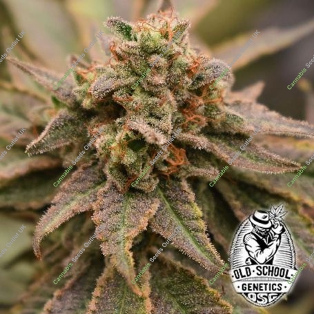 Banana Jungle Feminized Marijuana Strain by Old School Genetics For Sale Online at Cannabis Seeds Outlet