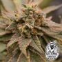 Banana Jungle Feminized Marijuana Strain by Old School Genetics For Sale Online at Cannabis Seeds Outlet