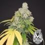 Old School Genetics Banana Gushers Smoke Buds Weed Ganja Skunk Dope Pot Images Pics Nuggets