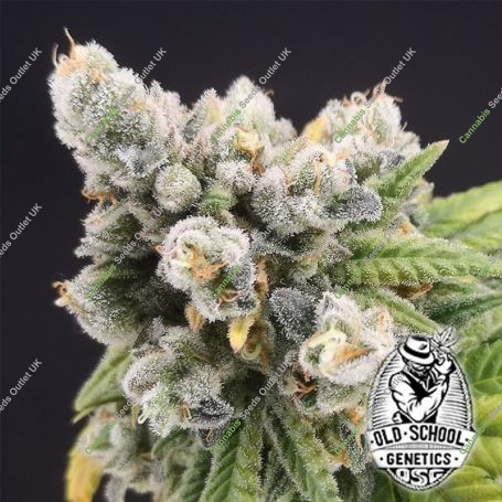Banana Gushers Feminized Marijuana Strain by Old School Genetics For Sale Online at Cannabis Seeds Outlet