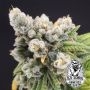 Banana Gushers Feminized Marijuana Strain by Old School Genetics For Sale Online at Cannabis Seeds Outlet