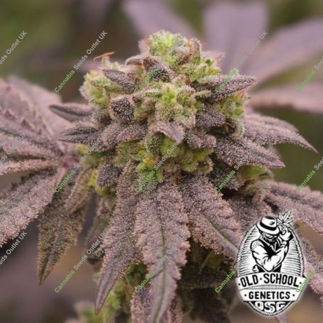 Banana Cream Pie Feminized Marijuana Strain by Old School Genetics For Sale Online at Cannabis Seeds Outlet