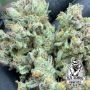 Old School Genetics Banana Cream Pie Smoke Buds Weed Ganja Skunk Dope Pot Images Pics Nuggets