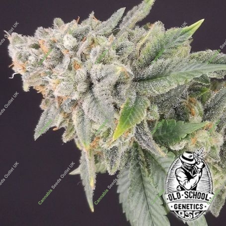 Banana Cheese Cake Feminized Marijuana Strain by Old School Genetics For Sale Online at Cannabis Seeds Outlet