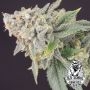 Banana Cheese Cake Feminized Marijuana Strain by Old School Genetics For Sale Online at Cannabis Seeds Outlet