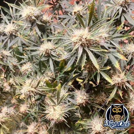 Vanilla Fizz V2 Auto Marijuana Strain by Night Owl Seeds For Sale Online at Cannabis Seeds Outlet