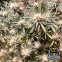 Vanilla Fizz V2 Auto Marijuana Strain by Night Owl Seeds For Sale Online at Cannabis Seeds Outlet