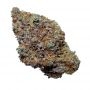 Cannabis Seeds Outlet Weed Strain Blackberry Kush Auto Feminized Marijuana Seeds Original Collector Souvenir Authentic Packaging