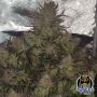 Night Owl Seeds Cannabis Strain Vanilla Fizz V2 Auto Marijuana Seeds Original Collector Souvenir Authentic Packaging Packs