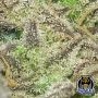 Night Owl Seeds Vanilla Fizz V2 Auto Smoke Buds Weed Ganja Skunk Dope Pot Images Pics Nuggets