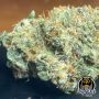 Night Owl Seeds Cannabis Strain Sirius Blue Auto Marijuana Seeds Original Collector Souvenir Authentic Packaging Packs