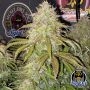 Sirius Blue Auto Marijuana Strain by Night Owl Seeds For Sale Online at Cannabis Seeds Outlet