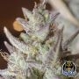 Night Owl Seeds Scoopski F2 Auto Smoke Buds Weed Ganja Skunk Dope Pot Images Pics Nuggets