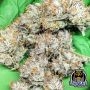 Night Owl Seeds Cannabis Strain Saint Expeditus Auto Marijuana Seeds Original Collector Souvenir Authentic Packaging Packs