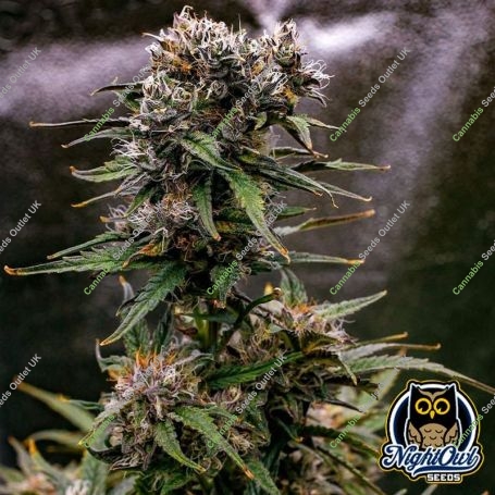 Saint Expeditus Auto Marijuana Strain by Night Owl Seeds For Sale Online at Cannabis Seeds Outlet