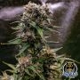 Saint Expeditus Auto Marijuana Strain by Night Owl Seeds For Sale Online at Cannabis Seeds Outlet
