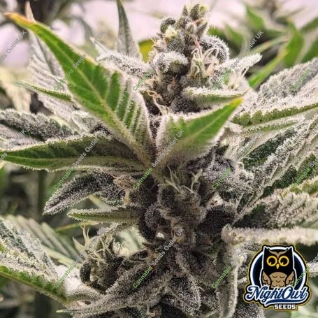 Scoopski F2 Auto Marijuana Strain by Night Owl Seeds For Sale Online at Cannabis Seeds Outlet