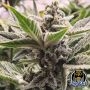 Scoopski F2 Auto Marijuana Strain by Night Owl Seeds For Sale Online at Cannabis Seeds Outlet