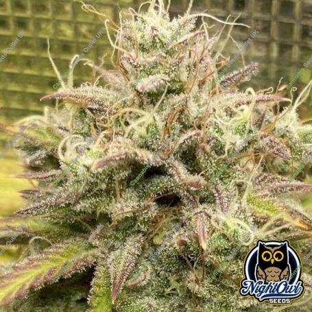 Outlier V Auto Marijuana Strain by Night Owl Seeds For Sale Online at Cannabis Seeds Outlet