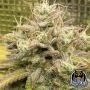 Outlier V Auto Marijuana Strain by Night Owl Seeds For Sale Online at Cannabis Seeds Outlet