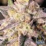 Night Owl Seeds Cannabis Strain Microverse Morsels V2 Auto Marijuana Seeds Original Collector Souvenir Authentic Packaging Packs