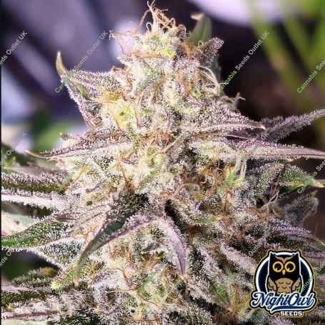 Microverse Morsels V2 Auto Marijuana Strain by Night Owl Seeds For Sale Online at Cannabis Seeds Outlet