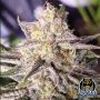 Microverse Morsels V2 Auto Marijuana Strain by Night Owl Seeds For Sale Online at Cannabis Seeds Outlet