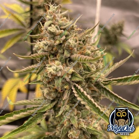 Instant Classik Auto Marijuana Strain by Night Owl Seeds For Sale Online at Cannabis Seeds Outlet