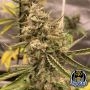 Instant Classik Auto Marijuana Strain by Night Owl Seeds For Sale Online at Cannabis Seeds Outlet