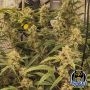 Night Owl Seeds Cannabis Strain Instant Classik Auto Marijuana Seeds Original Collector Souvenir Authentic Packaging Packs