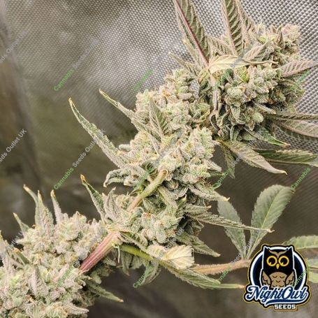 Divinations Auto Marijuana Strain by Night Owl Seeds For Sale Online at Cannabis Seeds Outlet
