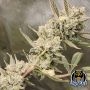 Divinations Auto Marijuana Strain by Night Owl Seeds For Sale Online at Cannabis Seeds Outlet