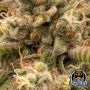 Night Owl Seeds Instant Classik Auto Smoke Buds Weed Ganja Skunk Dope Pot Images Pics Nuggets