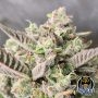 Night Owl Seeds Cannabis Strain Divinations Auto Marijuana Seeds Original Collector Souvenir Authentic Packaging Packs