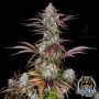 Night Owl Seeds Cannabis Strain CPT OG Auto Marijuana Seeds Original Collector Souvenir Authentic Packaging Packs