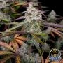 Night Owl Seeds CPT OG Auto Smoke Buds Weed Ganja Skunk Dope Pot Images Pics Nuggets