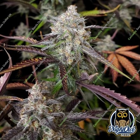 CPT OG Auto Marijuana Strain by Night Owl Seeds For Sale Online at Cannabis Seeds Outlet